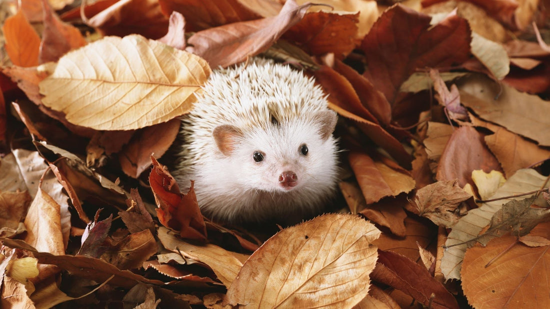 Frau in warmer Herbstkleidung mit Schal und Mütze lächelt im Park, umgeben von bunten Bäumen und herbstlicher Atmosphäre
