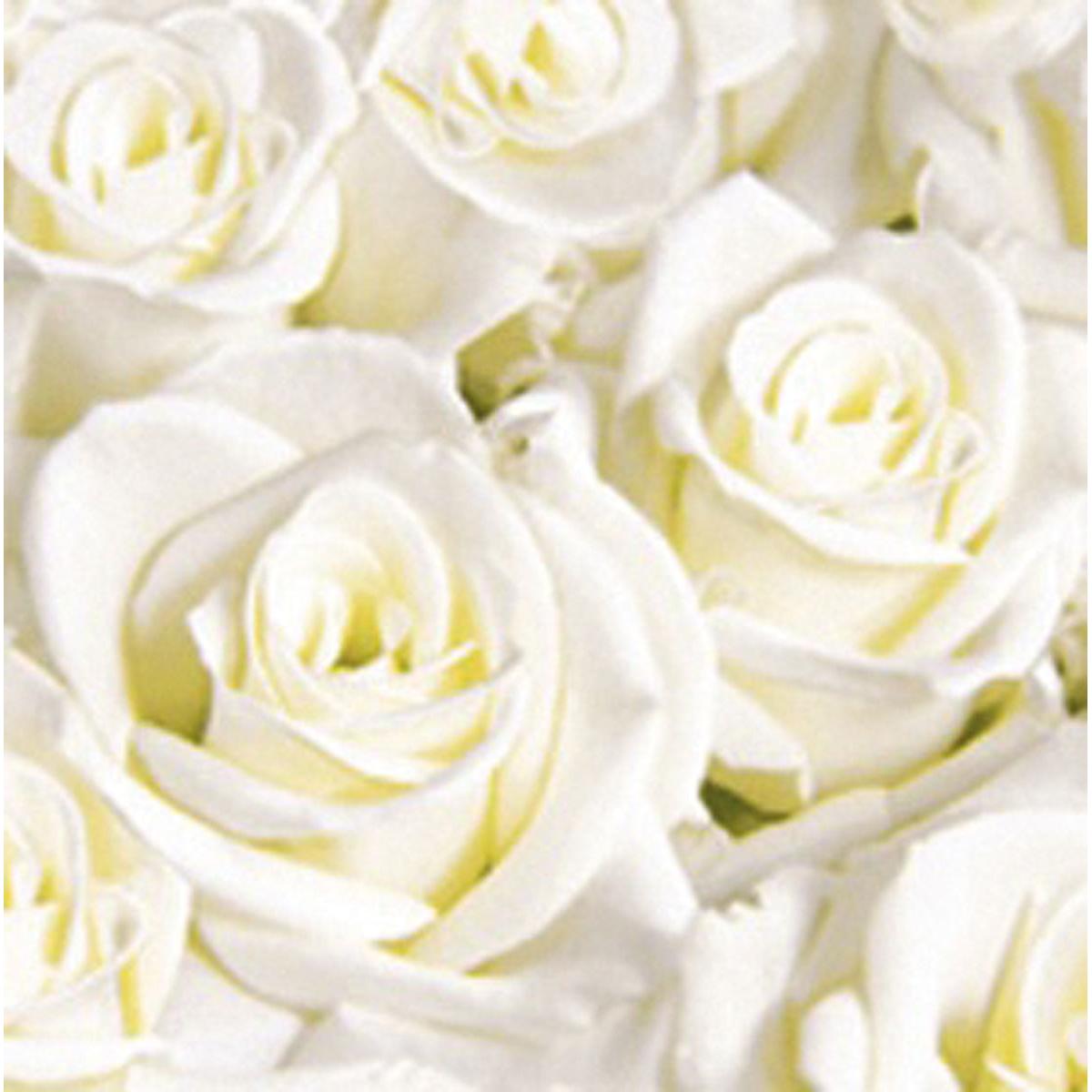 A close-up of white roses with detailed petals and centers in soft light - an ideal design inspiration for Dunisoft napkins 40 x 40 cm 1/4 fold by Duni GmbH.