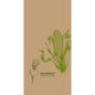 An illustration of corn and a root vegetable on a light brown background with "ecoecho 100% compostable" underneath highlights the Duni GmbH tissue napkins 40 x 40 cm, 2-ply, 1/8 book fold Veggies, pack (300 pieces).
