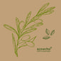 Green line olive branch with leaves and olives on a beige background. Two small olive leaf symbols plus "ecoecho 100% compostable" in the corner - ideal for Dunisoft napkins 20 x 20 cm from Duni GmbH.