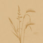 A minimalist illustration of wild grasses and plants in brown tones adorns these 20x20cm organic Dunisoft eco-friendly napkins from Duni GmbH, with the word "DUNI" in an oval at the bottom right on a textured light brown background.