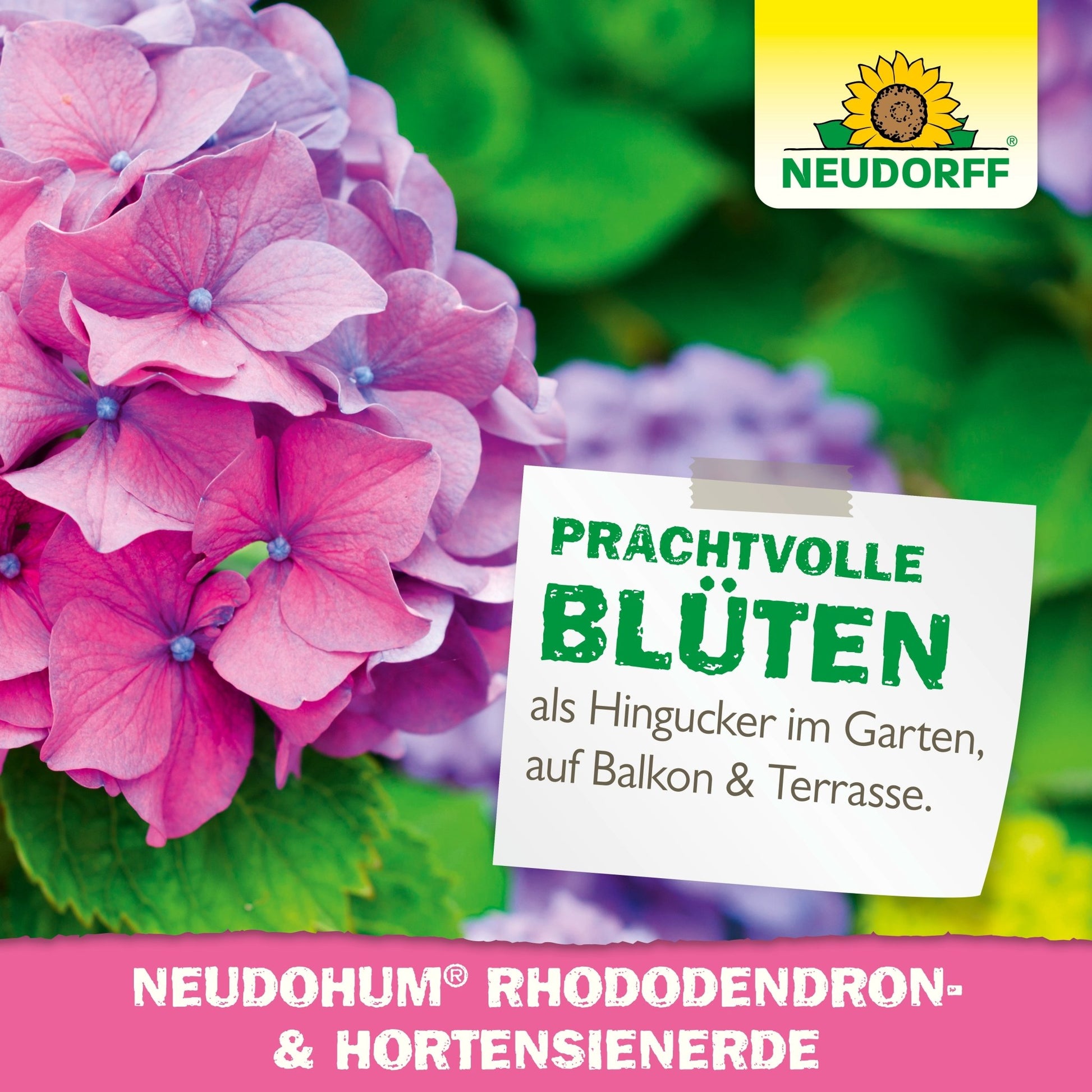 Close-up of pink and purple hydrangeas with a label boasting "magnificent blooms" and advertising Neudorff Shop's NeudoHum Rhododendron & Hydrangea Soil for gardens, balconies, and terraces.