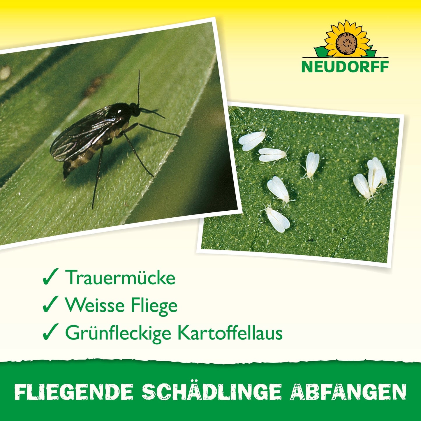 Close-up of a black gnat and tiny white flies on a leaf, helping to identify pests like fungus gnats, whiteflies, and green peach aphids. At the top is the Neudorff Shop logo with a note about the Yellow Sticker for houseplants.