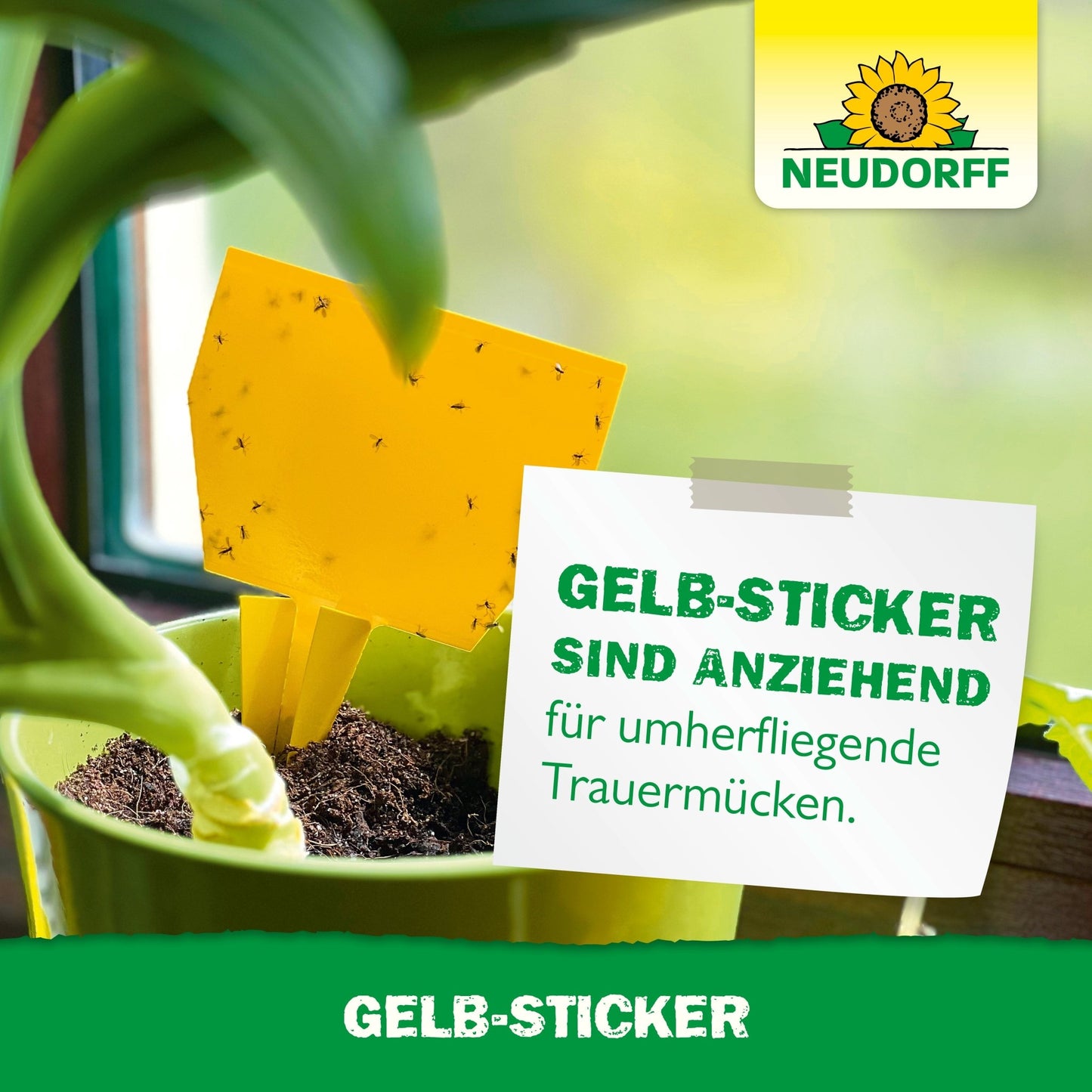 A Neudorff Shop Yellow Sticker, covered with small flying insects, is placed in a houseplant near a window. A label next to the pot reads: "Yellow Stickers are attractive to flying fungus gnats."