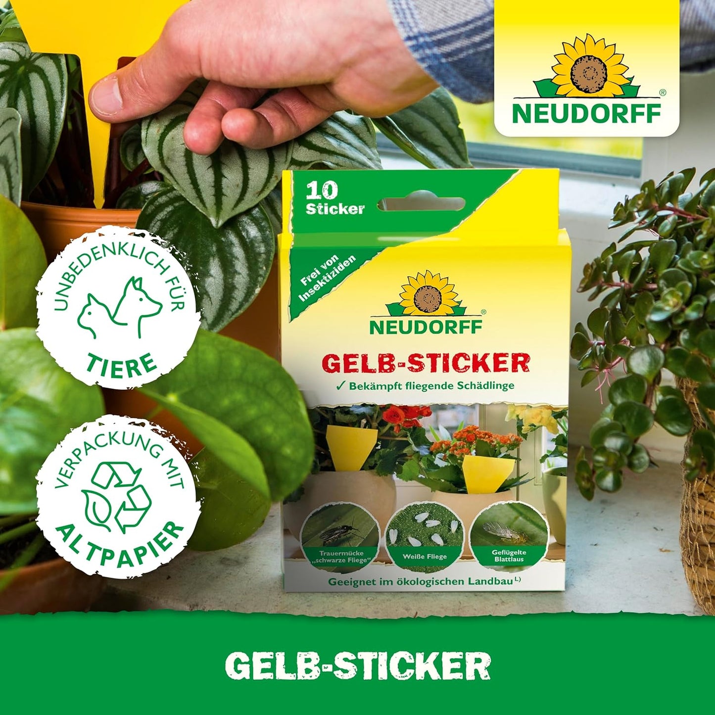 A hand inserts a yellow Yellow Sticker adhesive trap from Neudorff Shop into the soil between green houseplants. The box in the foreground shows the traps that catch fungus gnats and other flying pests.