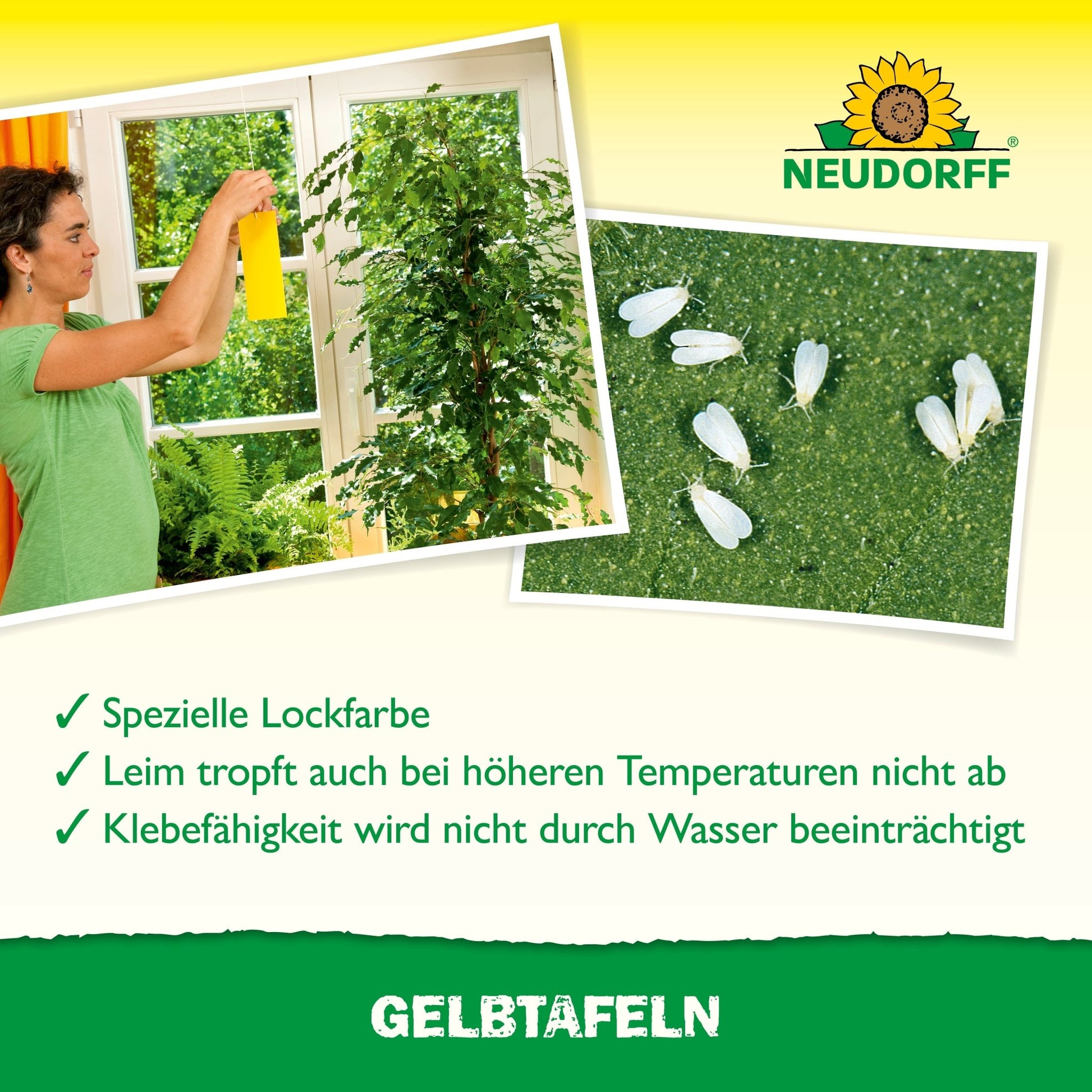 A person hangs a Gelbtafeln (small format) sticky trap from Neudorff Shop near a window with plants; an image shows whiteflies and other pests being caught by the trap. The text highlights the effectiveness and features. The NEUDORFF logo is shown at the top.