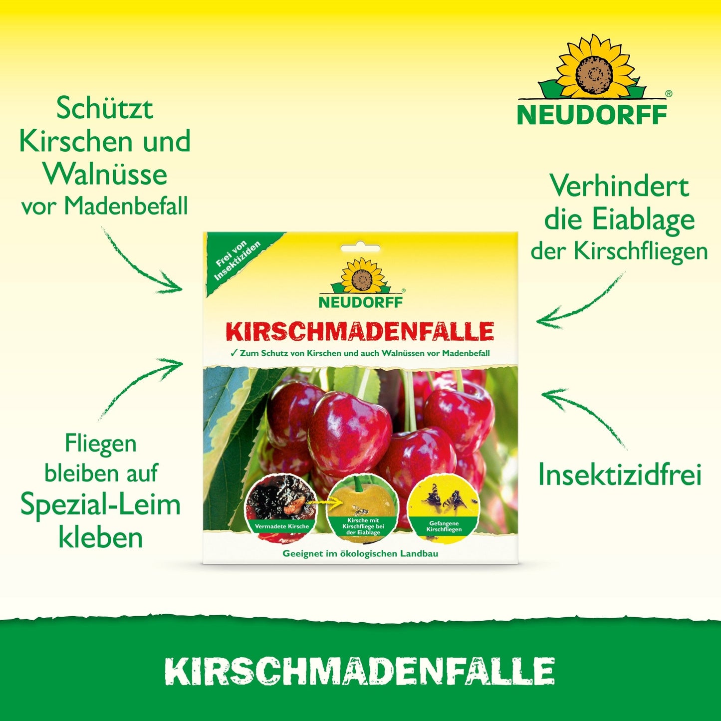 Product image for Neudorff Shop cherry maggot trap, with cherries and green text indicating that it is insecticide-free, protects against cherry fruit flies, and uses a special adhesive for a successful cherry harvest.