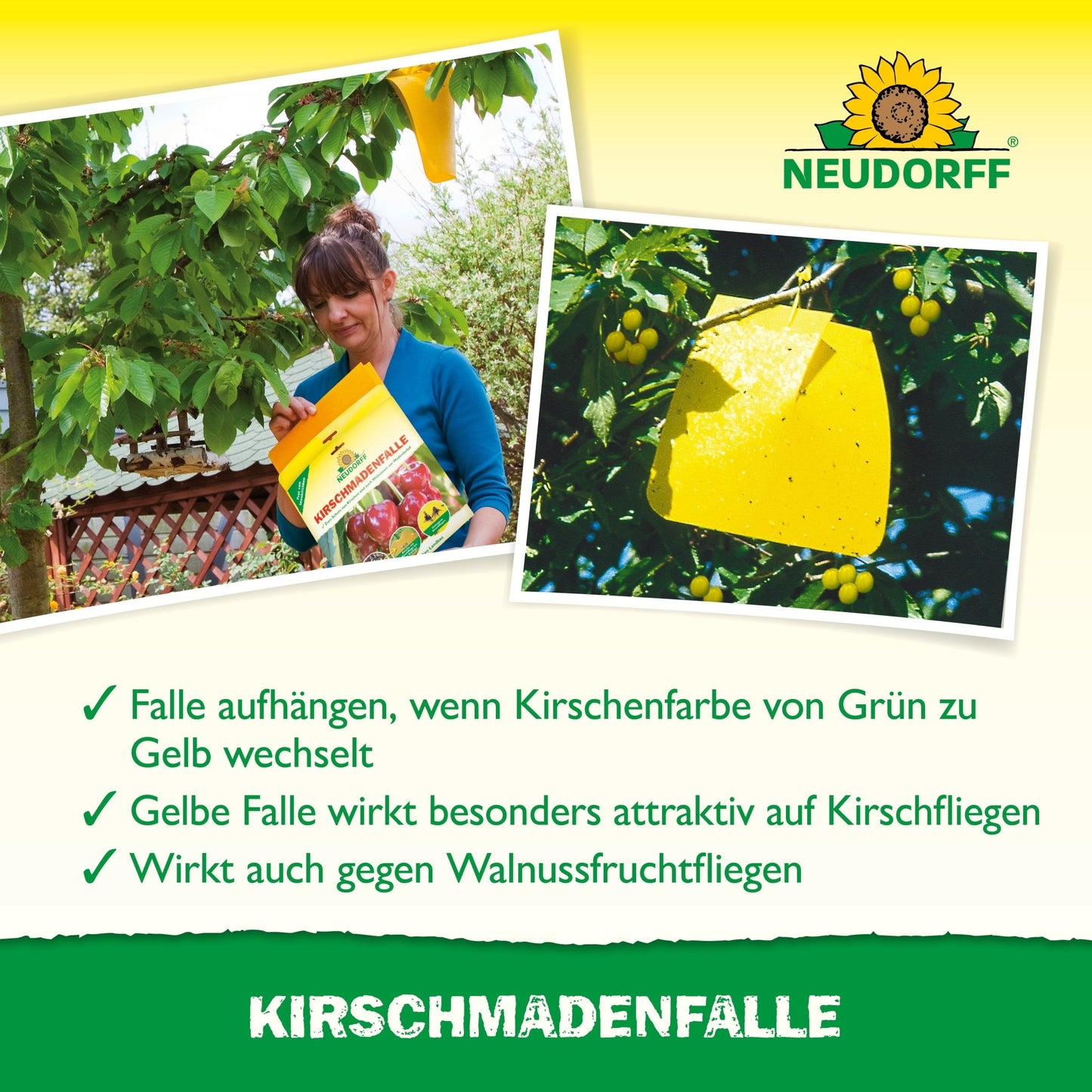 During the cherry harvest, a person hangs a Neudorff Shop cherry maggot trap on a cherry tree. Inset: Close-up of insects caught in the yellow trap, protecting ripe cherries from cherry fruit flies and walnut fruit flies.