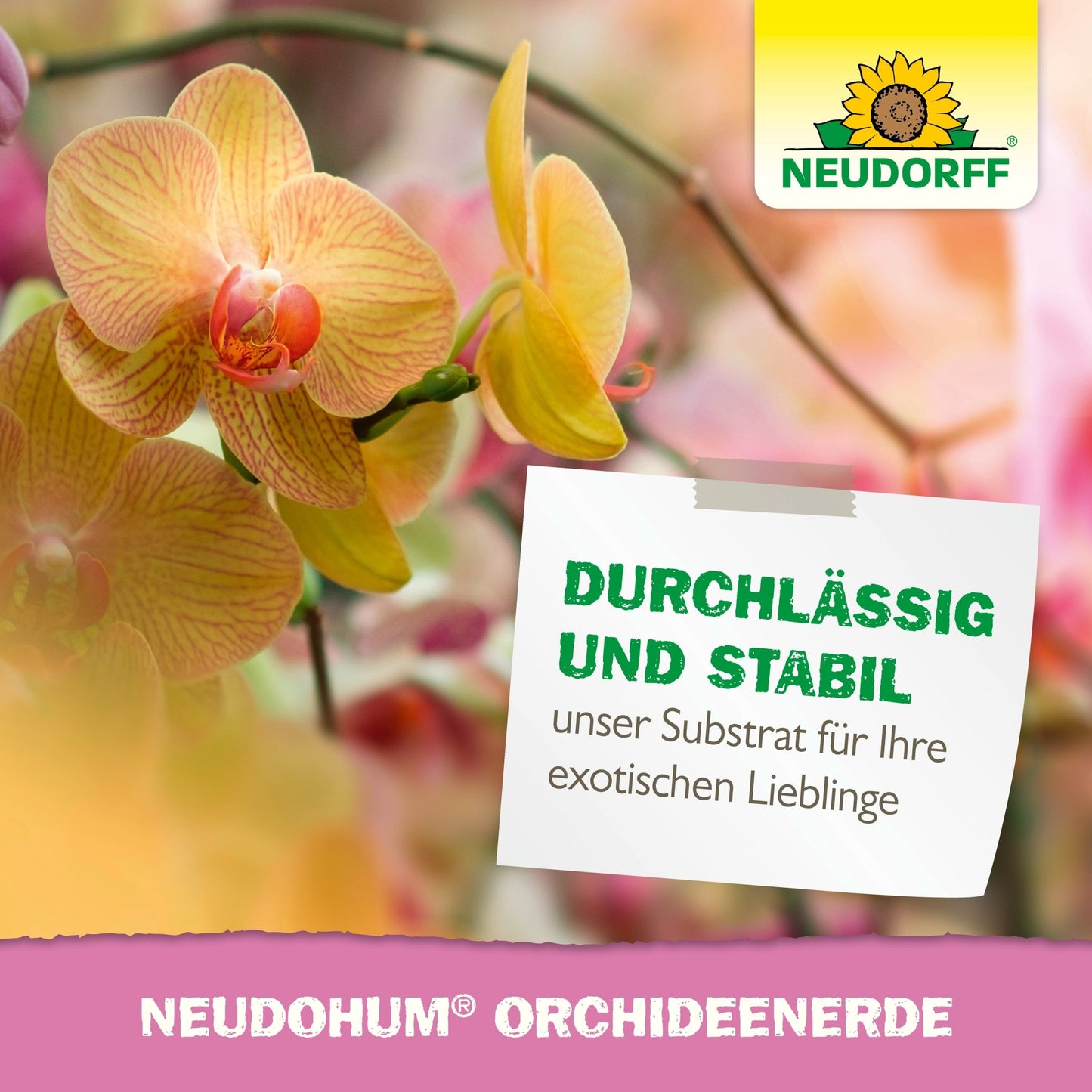 A close-up of yellow and pink orchids with a white sign shows NeudoHum Orchid Soil from the Neudorff Shop. The Neudorff logo with a sunflower appears at the top right. Ideal tips for repotting and healthy orchid growth.