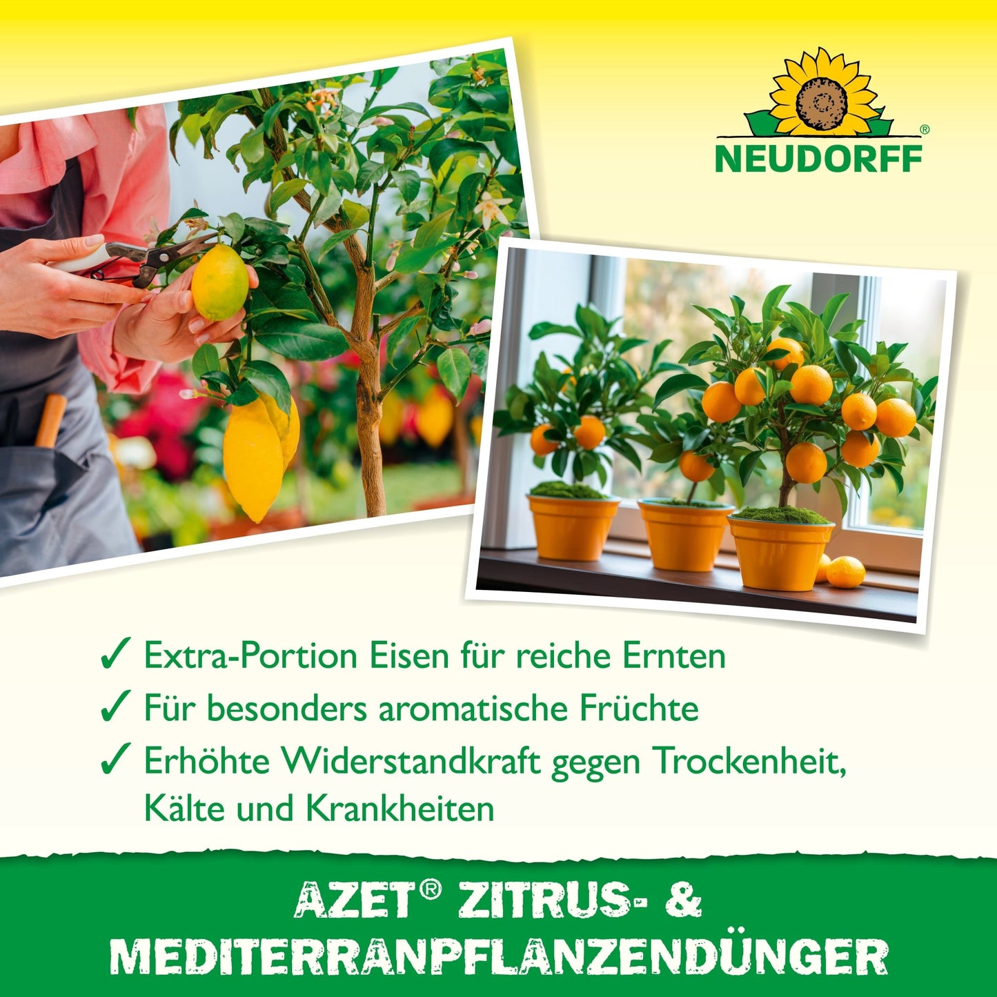On the left, a person holds a yellow lemon, on the right, an orange tree bears ripe fruit. The text recommends Azet Citrus & Mediterranean Plant Fertilizer from Neudorff Shop for citrus and Mediterranean container plants.