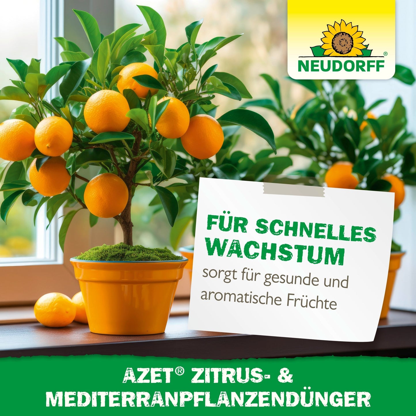 Two potted orange trees with ripe fruits stand on a windowsill. A sign in German advertises "fast growth" and "aromatic fruits" for Mediterranean container plants with Azet Citrus & Mediterranean Plant Fertilizer from Neudorff Shop.