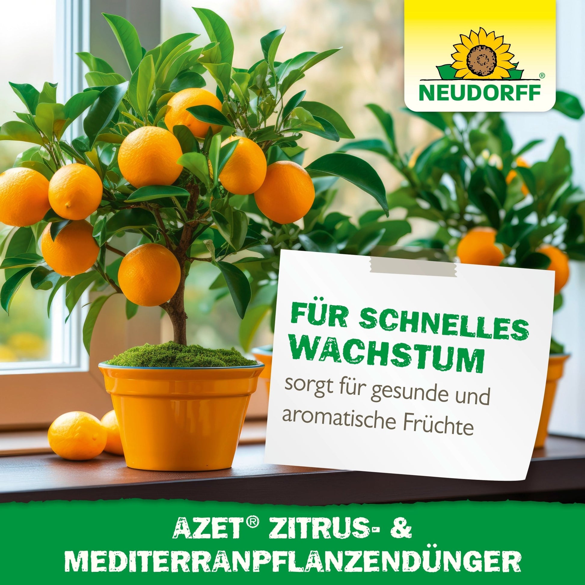 Two potted orange trees with ripe fruits stand on a windowsill. A sign in German advertises "fast growth" and "aromatic fruits" for Mediterranean container plants with Azet Citrus & Mediterranean Plant Fertilizer from Neudorff Shop.