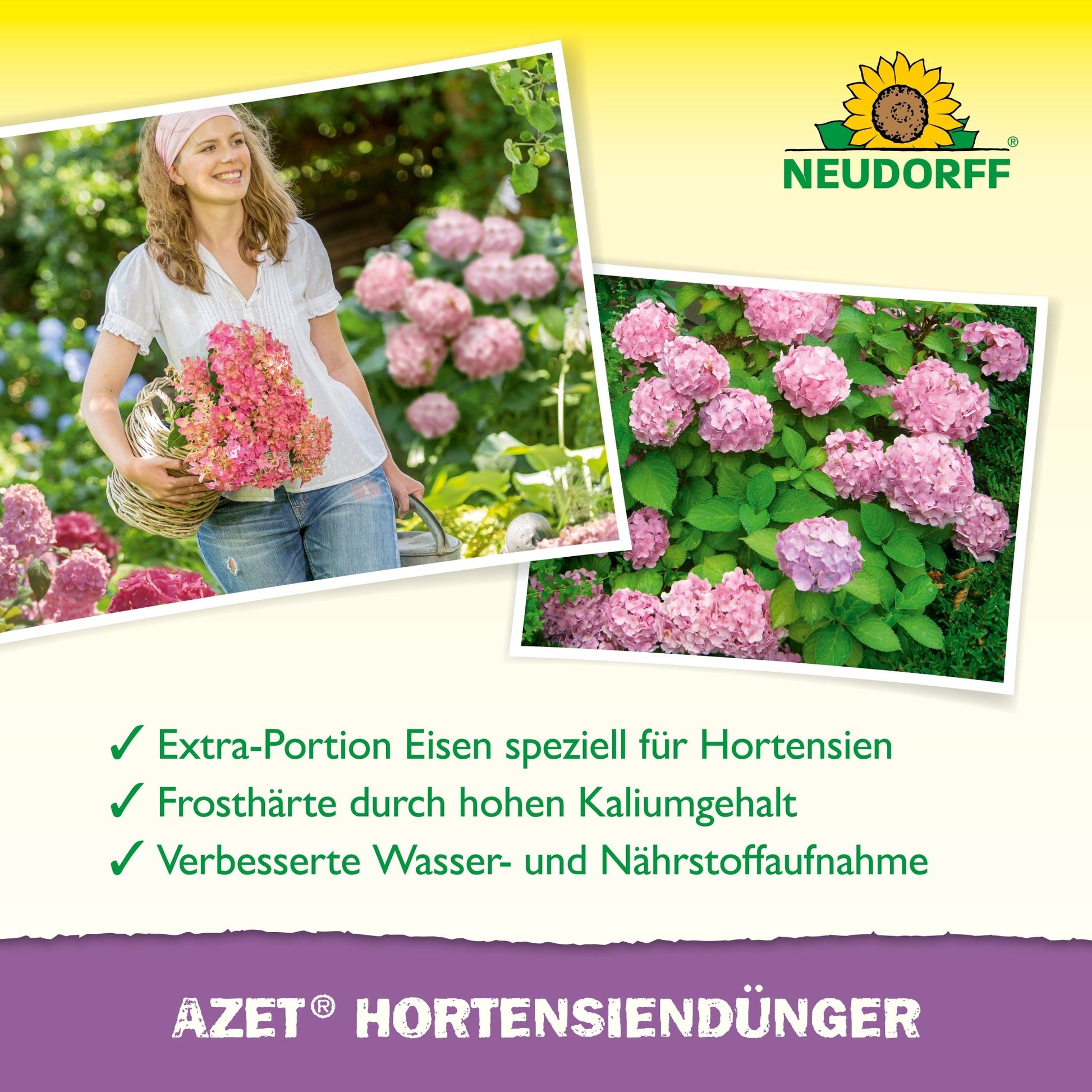 A woman holds a basket with pink hydrangeas in a garden. Blooming hydrangeas can be seen nearby. Neudorff Shop's Azet Hydrangea Fertilizer liquid is advertised for growing beautiful, healthy flowers.