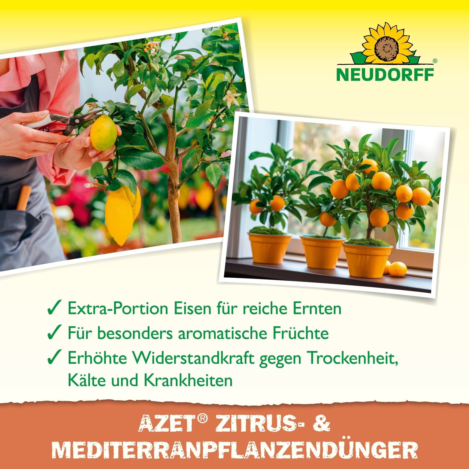 Two photos show hands caring for a potted lemon tree and an orange tree indoors. The text highlights Neudorff Shop Azet Citrus & Mediterranean Plant Liquid Fertilizer for citrus, oleander, and Mediterranean plants. The Neudorff logo is visible at the top.