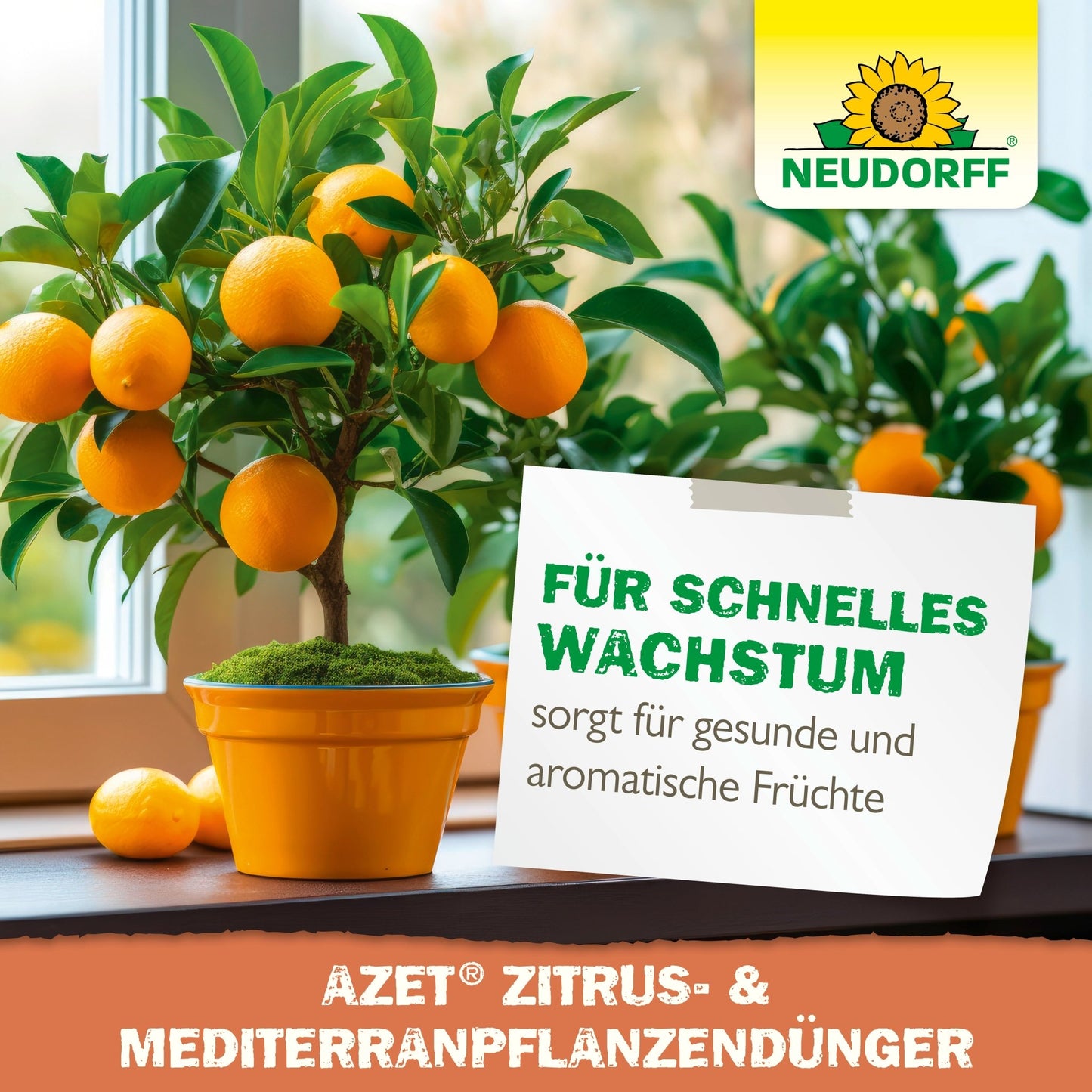 A potted orange tree with ripe fruits stands on a windowsill. A sign reads: "Ensures fast growth for healthy and aromatic fruits." Above it is the logo of Neudorff Shop: Azet Citrus & Mediterranean Plant Liquid Fertilizer.