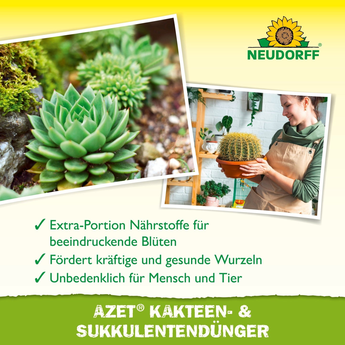 A close-up of succulents on the left side and a woman holding a potted cactus on the right side, with German text advertising Azet Cactus & Succulent Fertilizer liquid from Neudorff Shop.