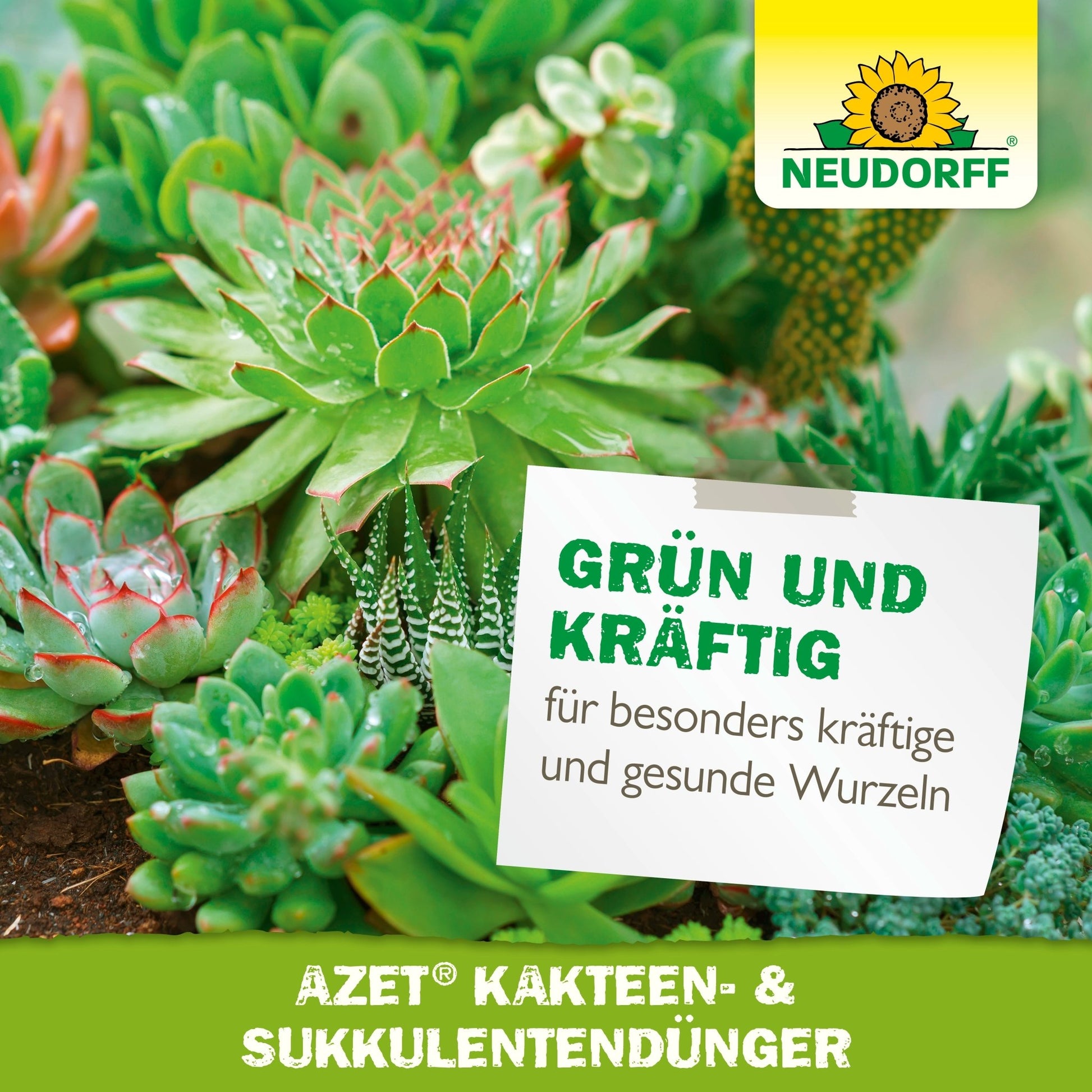 Close-up of healthy green succulents and cacti with the Neudorff Shop logo, along with German text promoting Azet Cactus & Succulent Fertilizer liquid for strong, healthy roots.