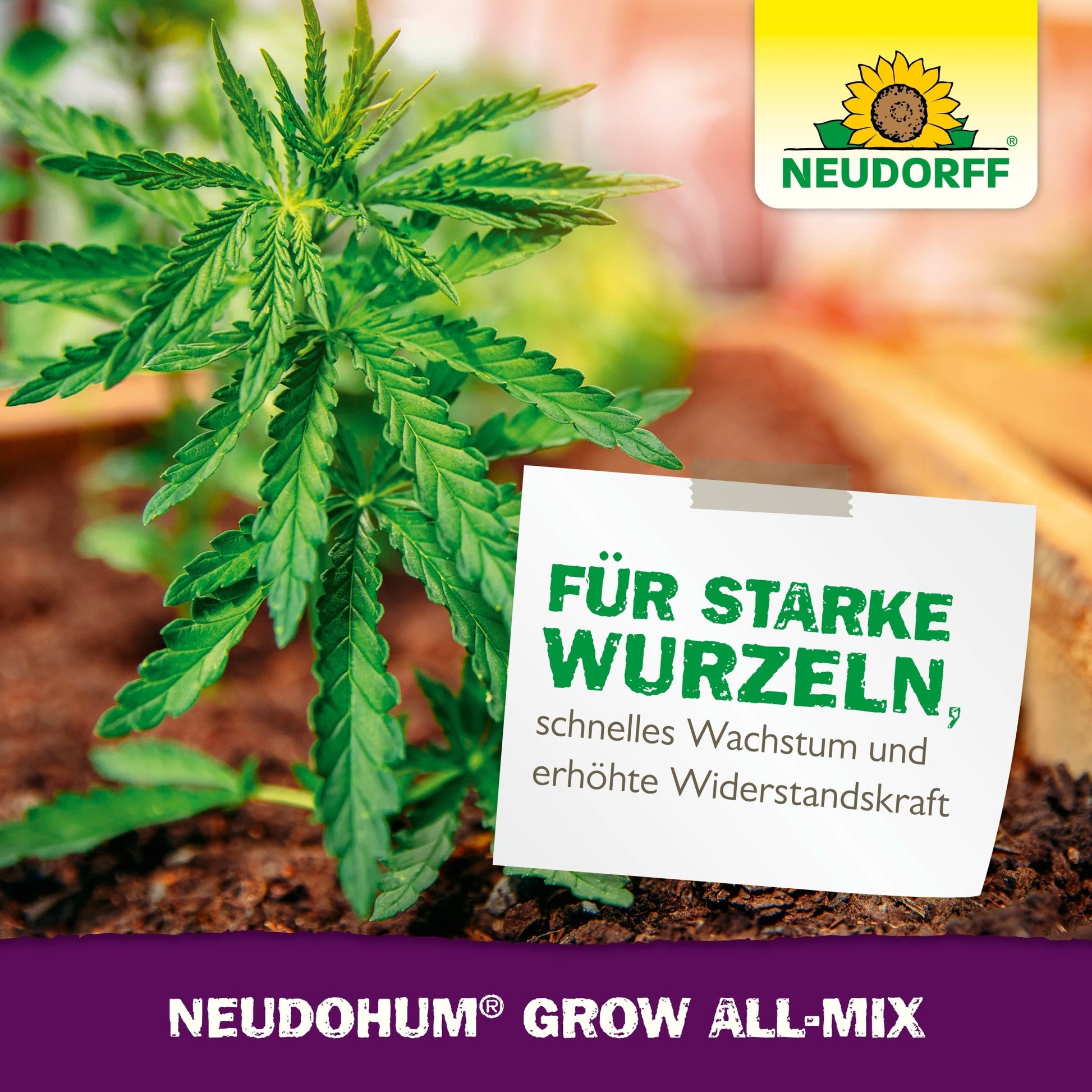 A cannabis plant thrives in a garden bed with NeudoHum Grow All-Mix from Neudorff Shop. A German sign highlights strong roots, fast growth, resilience, and flowering. The Neudorff logo and product name are visible.
