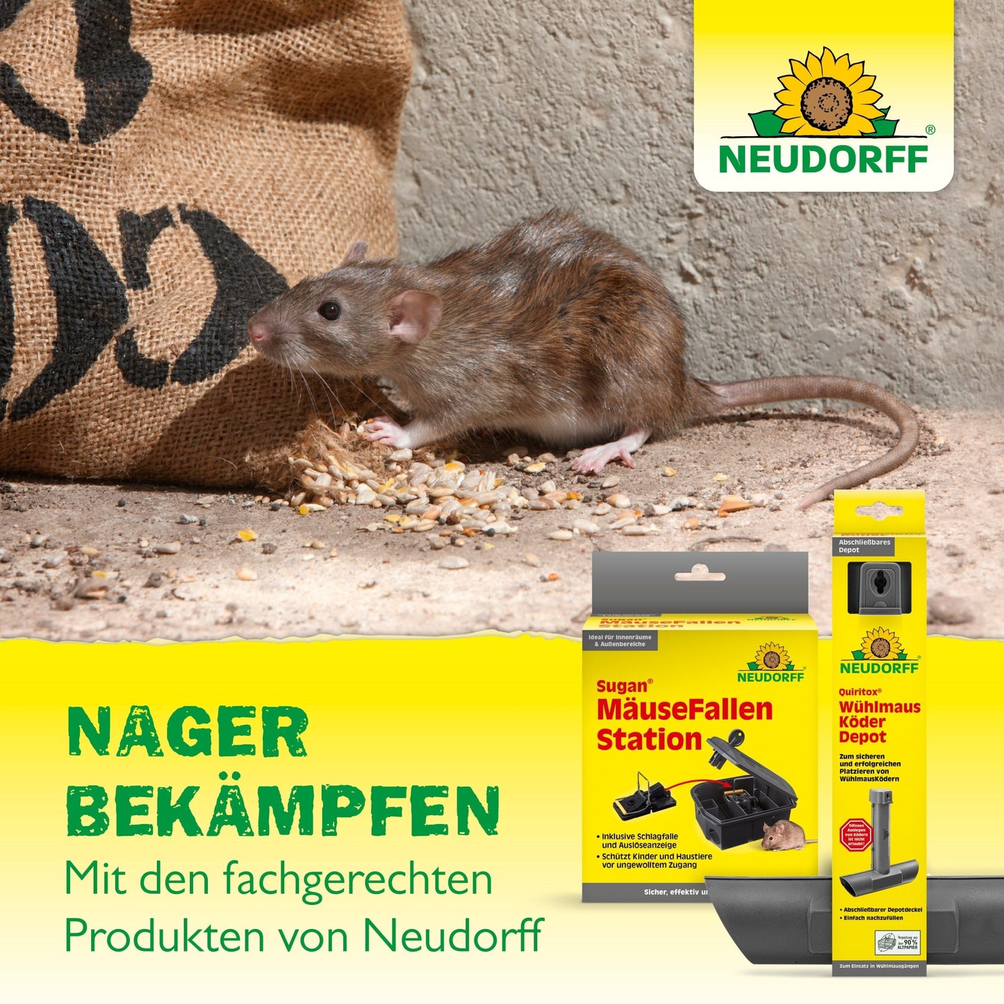 A rat eats seeds on concrete, while in the foreground, the rodent control product MarderStopp 50m² from Neudorff Shop with the Neudorff logo and clear product descriptions is presented.