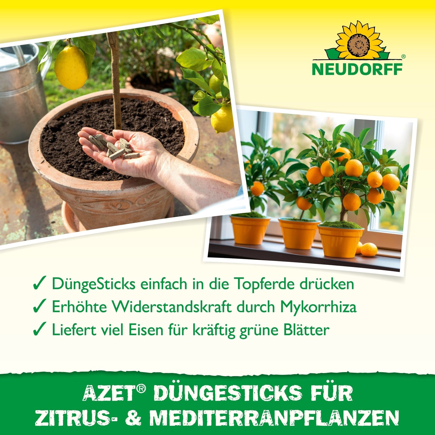 A hand is inserting an Azet fertilizer stick for citrus & Mediterranean plants from the Neudorff Shop into the soil of a potted plant. Below, two orange trees thrive in yellow pots - ideal for citrus and Mediterranean container plants on balconies and terraces.