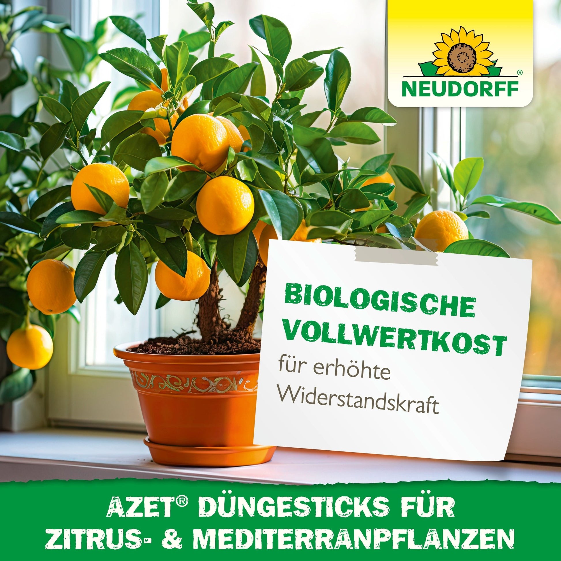 A potted citrus tree with ripe oranges stands on a windowsill. A German sign advertises Neudorff Shop Azet fertilizer sticks for citrus & Mediterranean plants, ideal for Mediterranean container plants, to strengthen resistance and for organic nutrition.