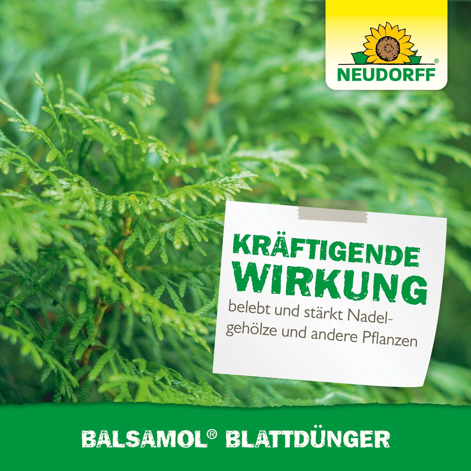 Close-up of green conifer branches with a label: "Strengthening effect, revitalizes and strengthens conifers and other plants." The Neudorff Shop logo and the Balsamol foliar fertilizer are visible above and below.