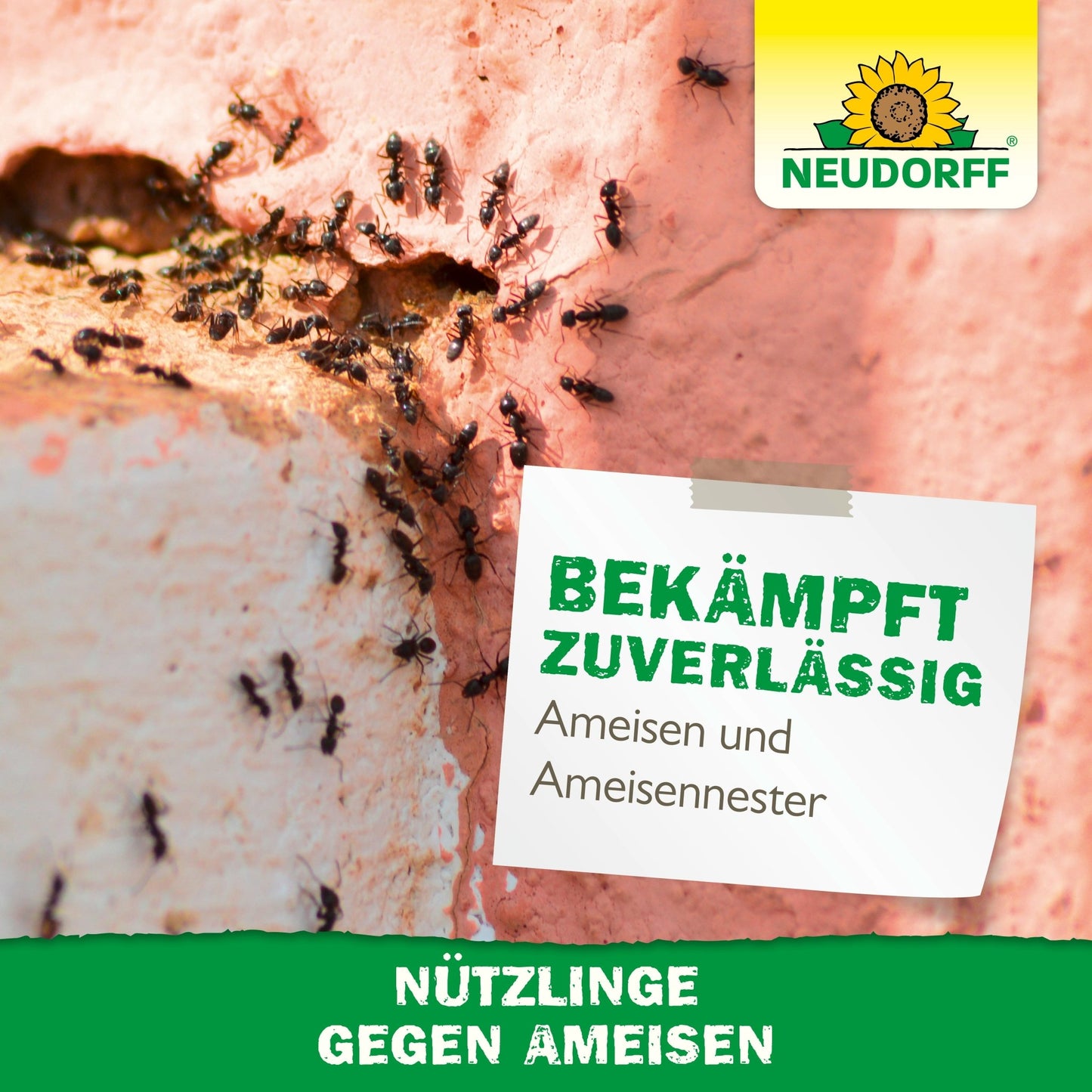 Beneficial insects against ants