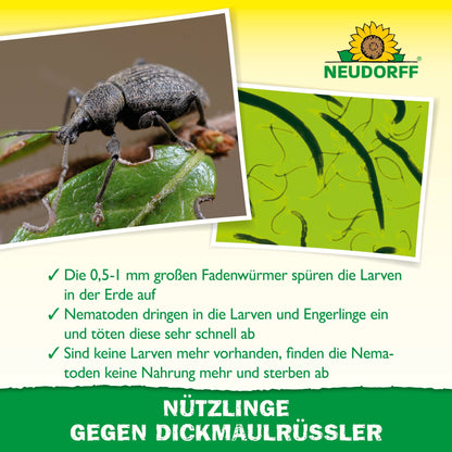 Close-up of a black weevil on a leaf, microscopic image of nematodes, and German text about natural pest control - how beneficial insects fight against vine weevils - as well as the Neudorff Shop logo at the top.