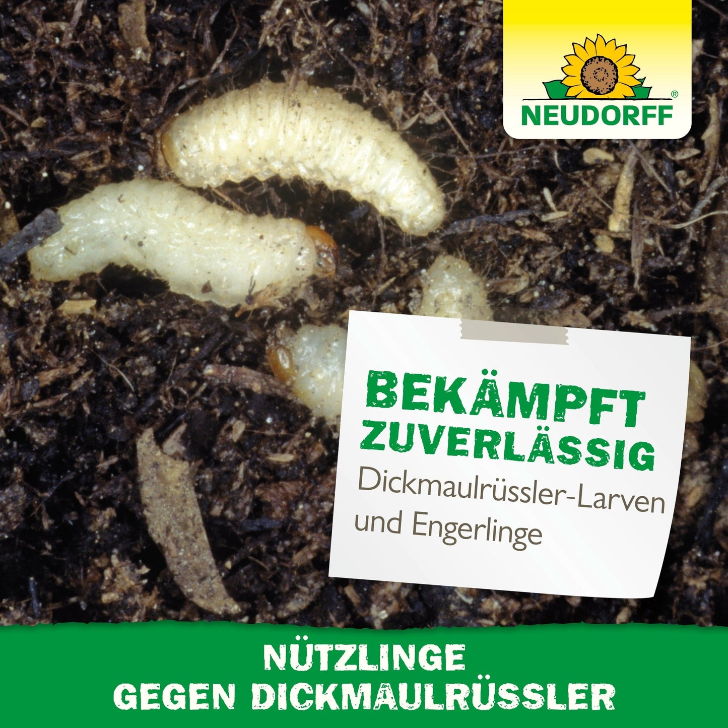 Close-up of vine weevils and beetle larvae in the soil, with German text about natural pest control using beneficial insects against vine weevils from the Neudorff Shop. The Neudorff logo appears in the upper right corner.