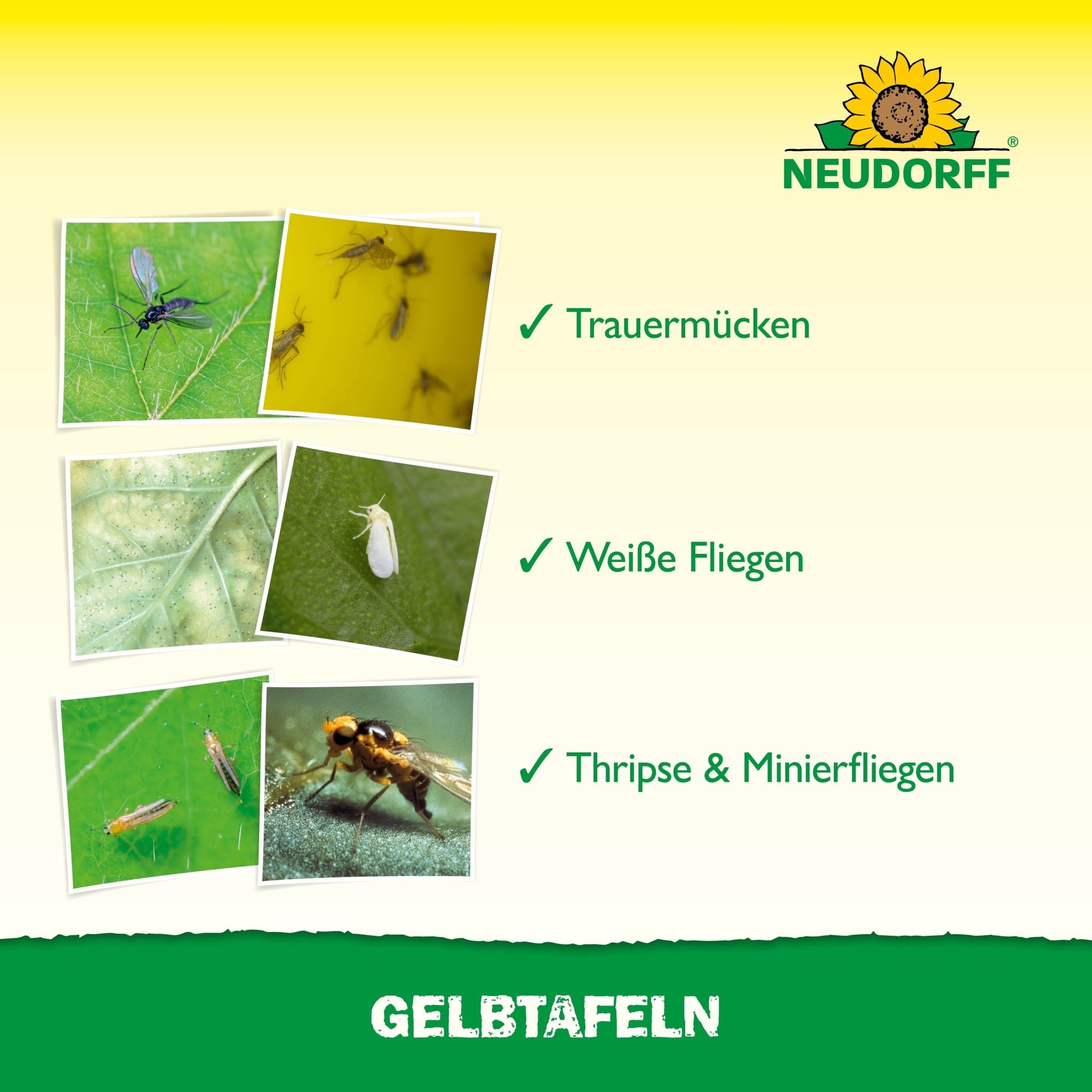 A card with German labels and checkmarks shows pictures of fungus gnats, whiteflies, thrips, and leaf miners. The Neudorff Shop logo is at the top, and "Yellow Boards (large format)" is at the bottom - ideal for use in greenhouses.