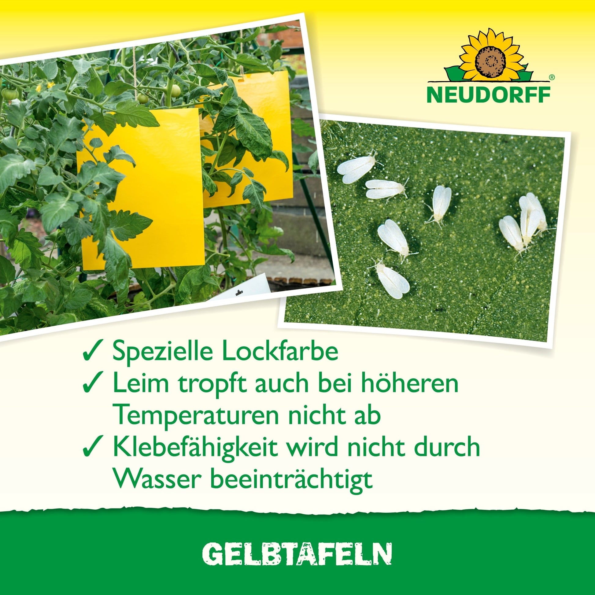 A large format Yellow Board adhesive trap from the Neudorff Shop hangs between tomato plants in a greenhouse and catches plant pests. The German text highlights the special lure color and waterproof glue, with the Neudorff logo above.