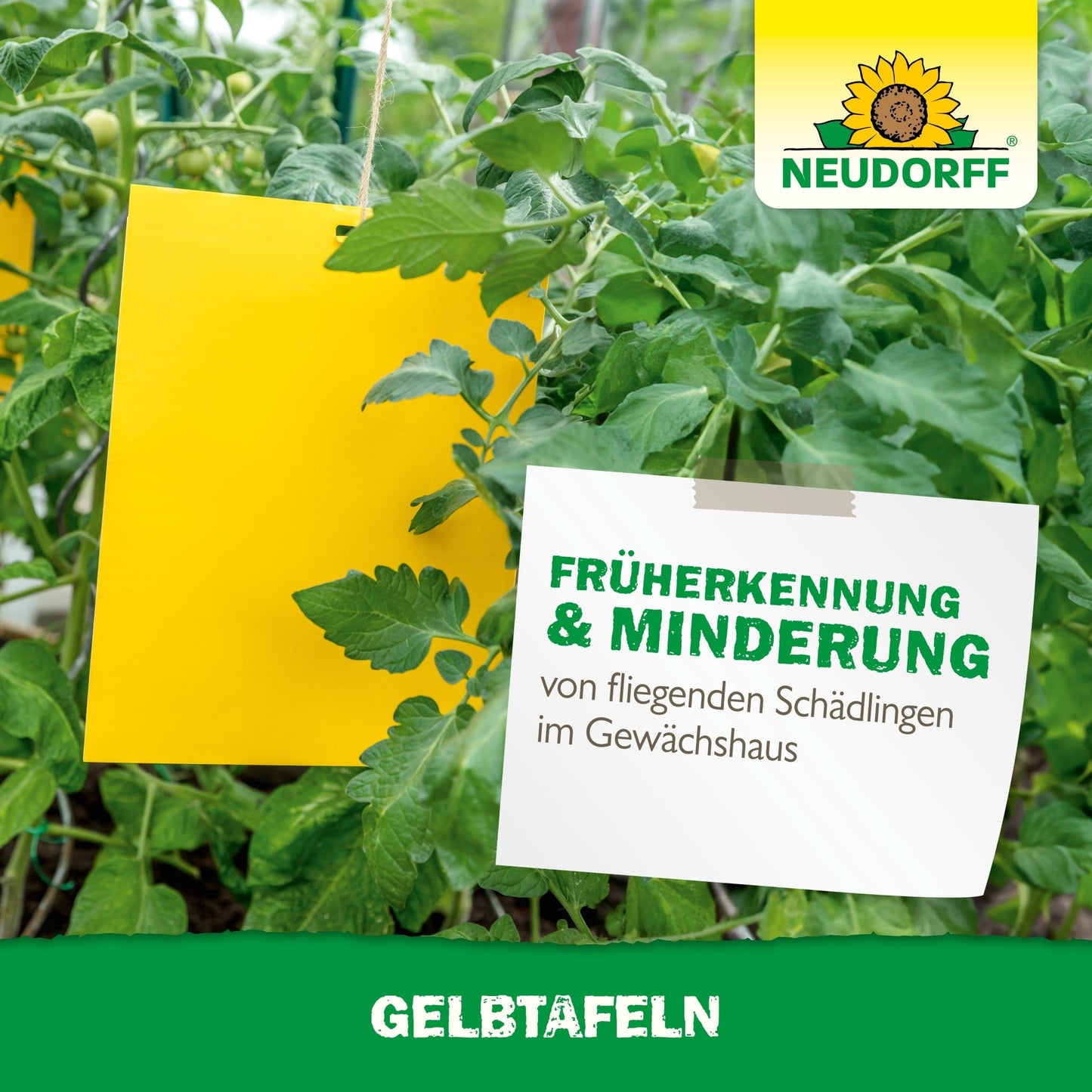 A large format Yellow Board adhesive trap from the Neudorff Shop hangs between tomato plants in a greenhouse. A sign reads "Early detection & reduction of flying plant pests in the greenhouse." The Neudorff logo is visible.